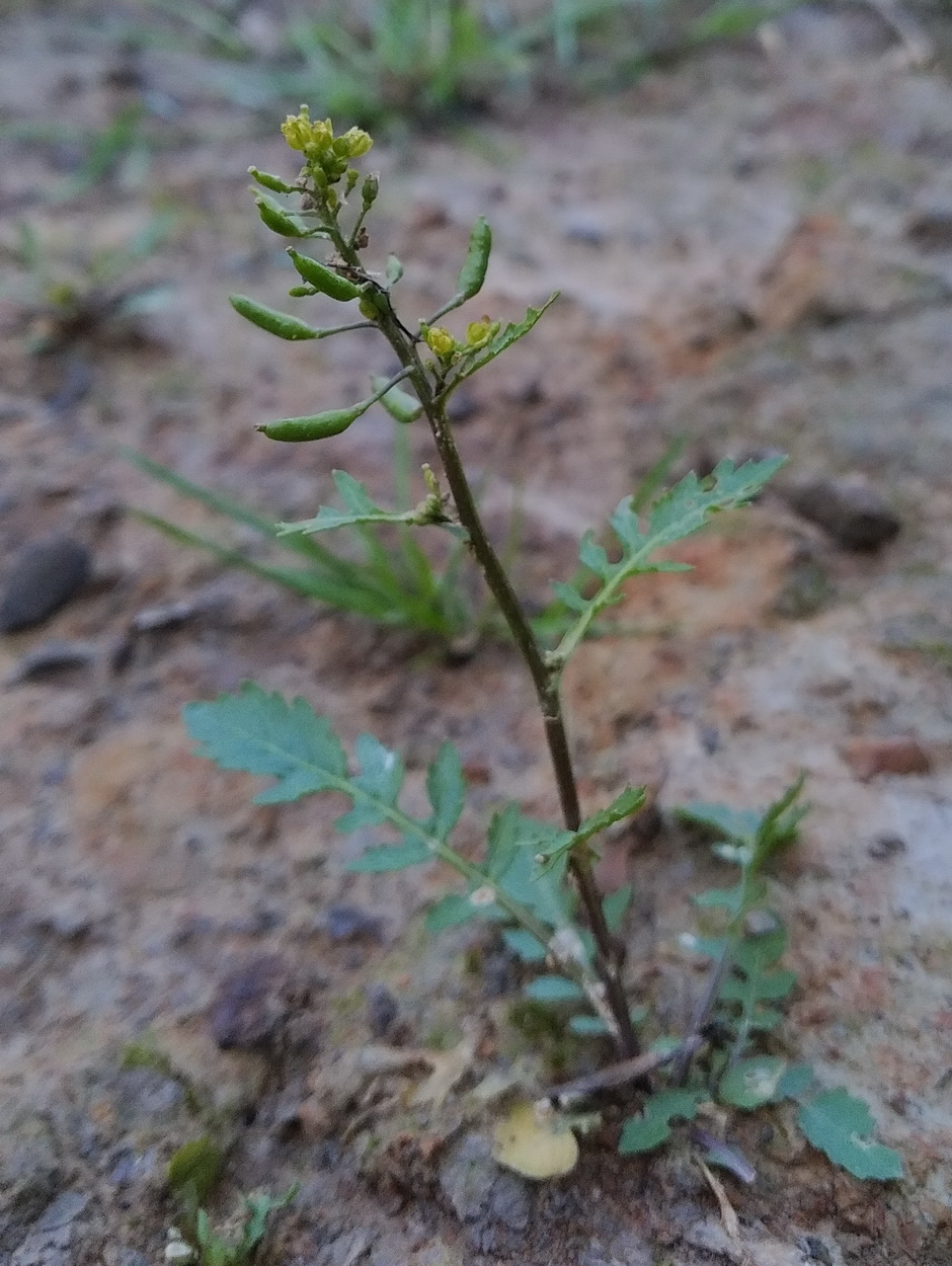 Rorippa palustris R�bano acu�tico