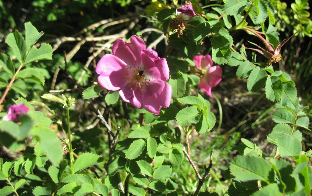 Rosa pendulina L., Rosal alpino.