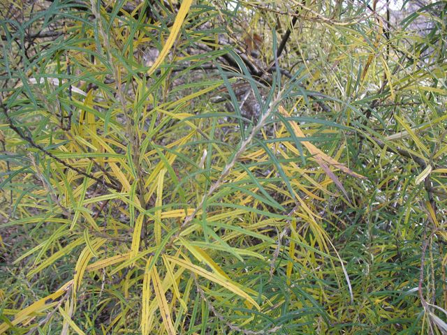 Salix eleagnos Scop subsp. Angustifolia (Cariot) Rech, Salguera, Sarga 3
