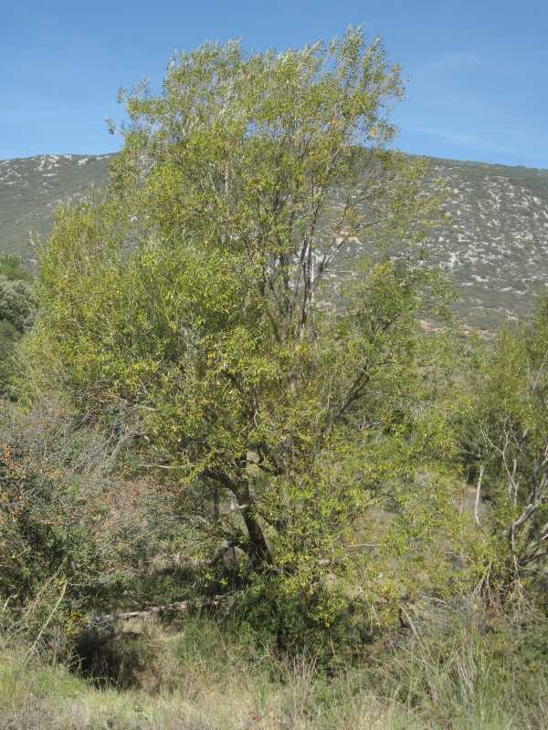 Salix fragilis 2