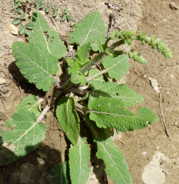 Salvia pratensis L. , Salvia de prado. 4
