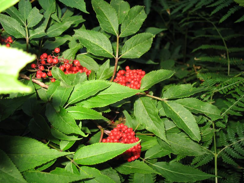 Sambucus racemosa L. Saúco rojo 2