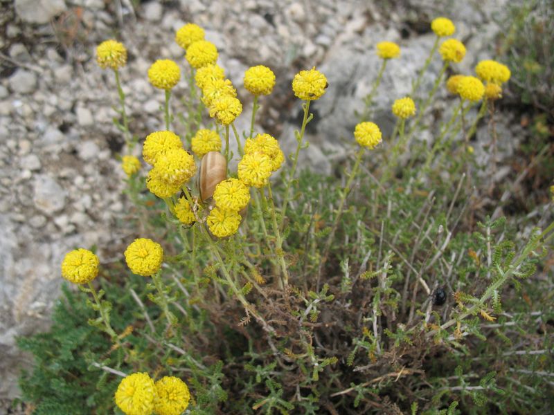 Santolina chamaecyparissus L., Abr�tano hembra, Yerba Piojera, Txitxarri-Belarra, Astakamamila 3