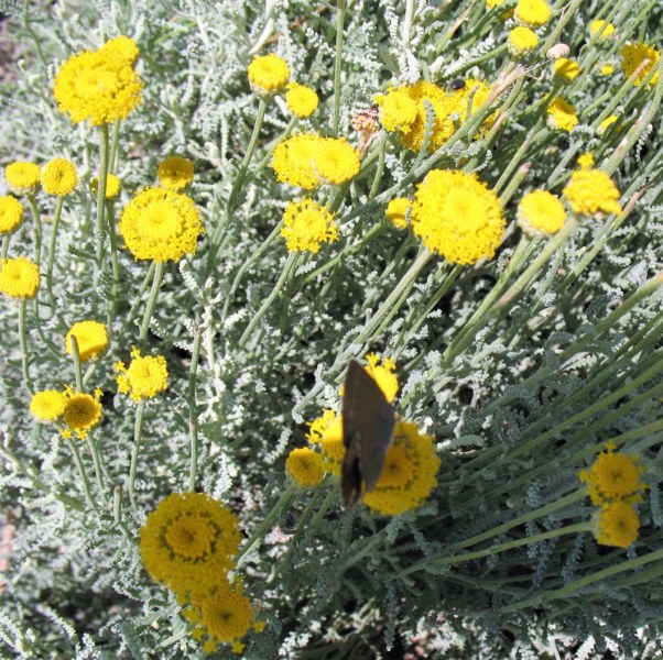 Santolina chamaecyparissus L., Abr�tano hembra, Yerba Piojera, Txitxarri-Belarra, Astakamamila.
