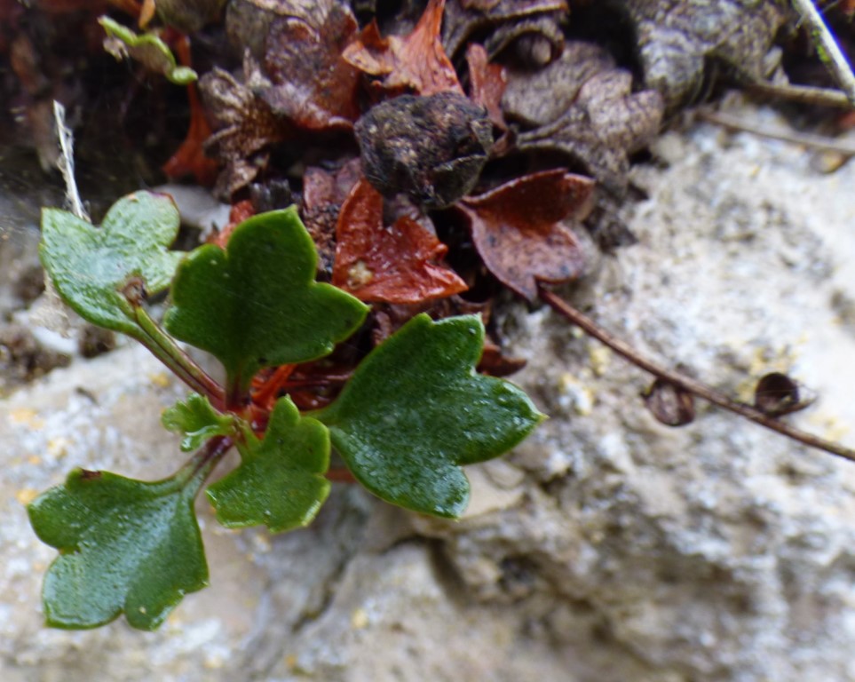 Saxifraga cuneata Willd.