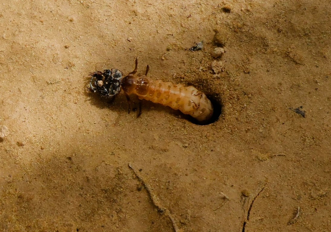 Cicindela campestris (Linnaeus, 1758). Larva, ninfa.Cicindela. 2