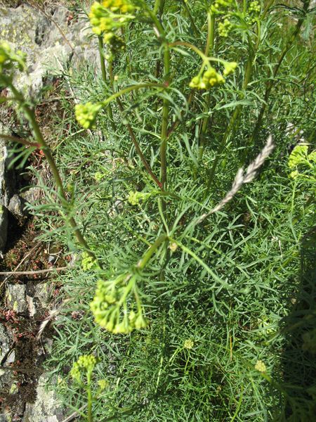 Senecio adonidifolius Loisel, Senecio con hojas de adonis 7