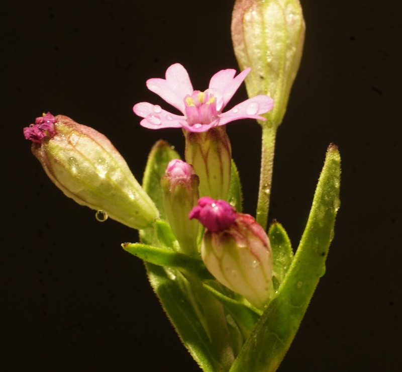 Silene rubella L. subsp. segetalis (Dufour) Nyman
