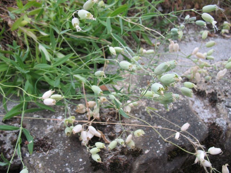 Silene vulgaris (Moench) Garcke subsp. vulgaris, Colleja. Frutos 3