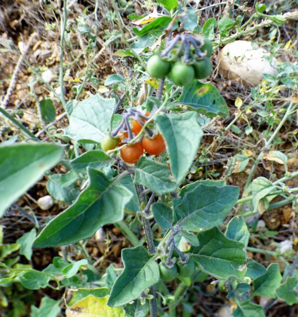 Solanum luteum Mill, Solanum villosum Mill. subsp. villosum, Solanum nigrum L. subsp. villosum (L.) Ball. 2