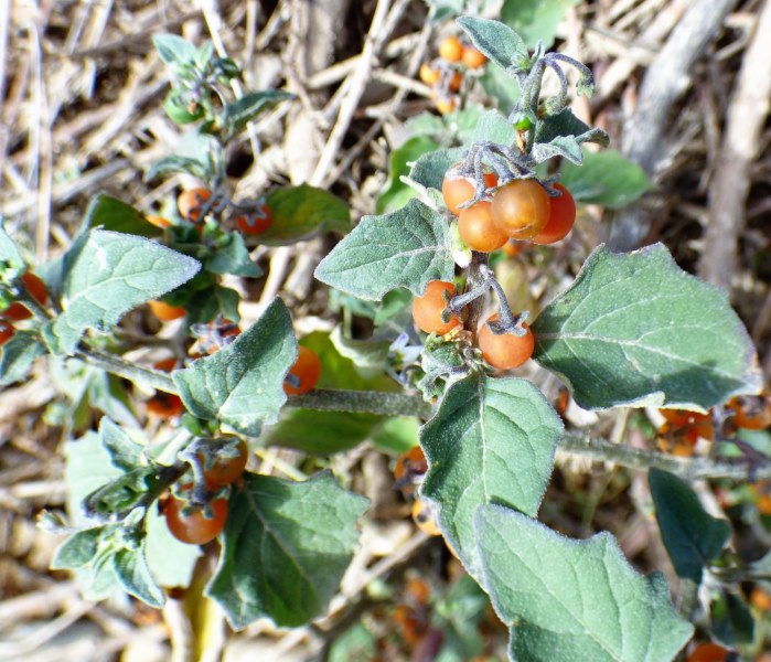 Solanum luteum fruit