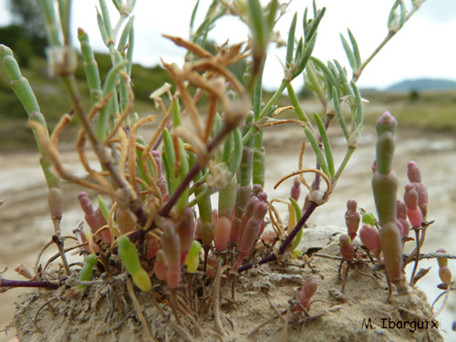 Spergularia marina (L.) Griseb. acompañada de Salicornia patula Duval-Jouve