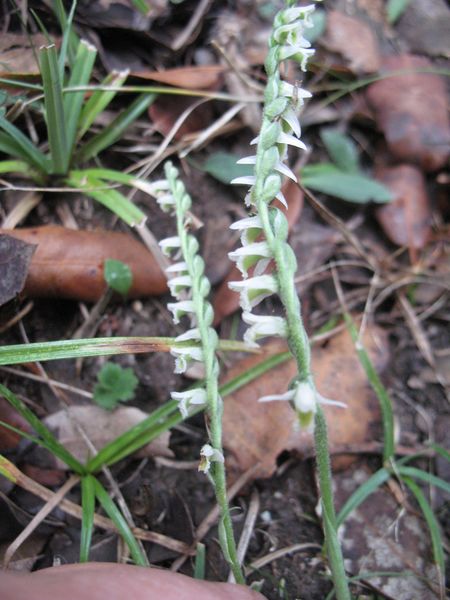 Spiranthes spiralis (L.) Chevall., Spiranthes autumnalis Rich. 5