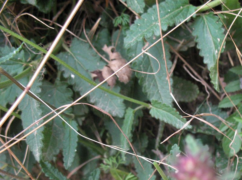 Stachys officinalis L., Betonica officinalis (L.) Trevisan, Betónica 2