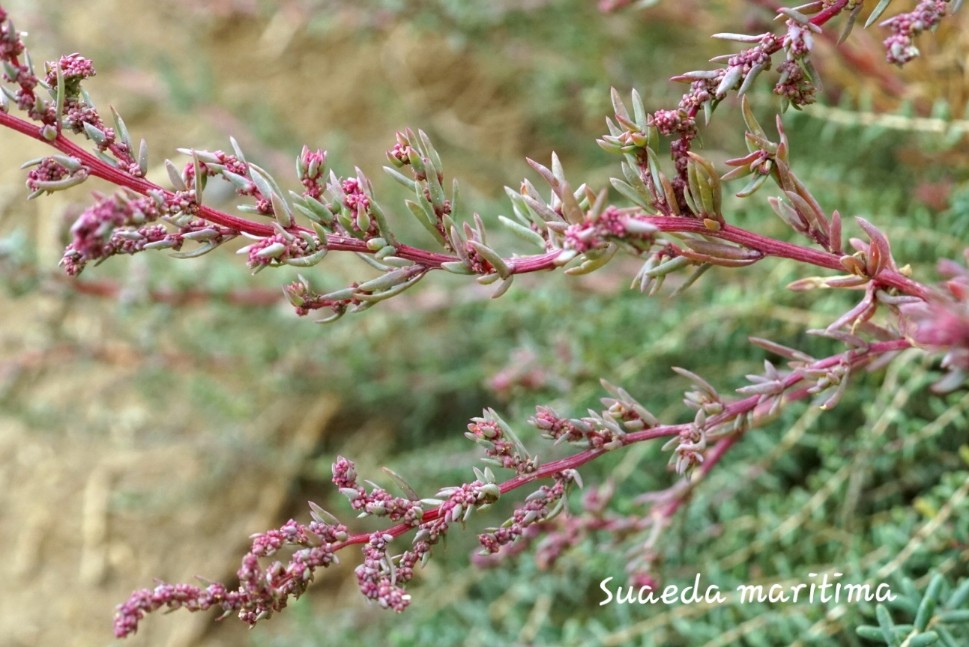 Suaeda spicata (Willd.) Moq. in Ann. Sci. Nat. 2