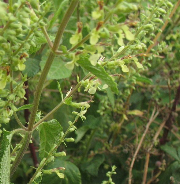 Teucrium scorodonia L., Salvia de los bosques 2