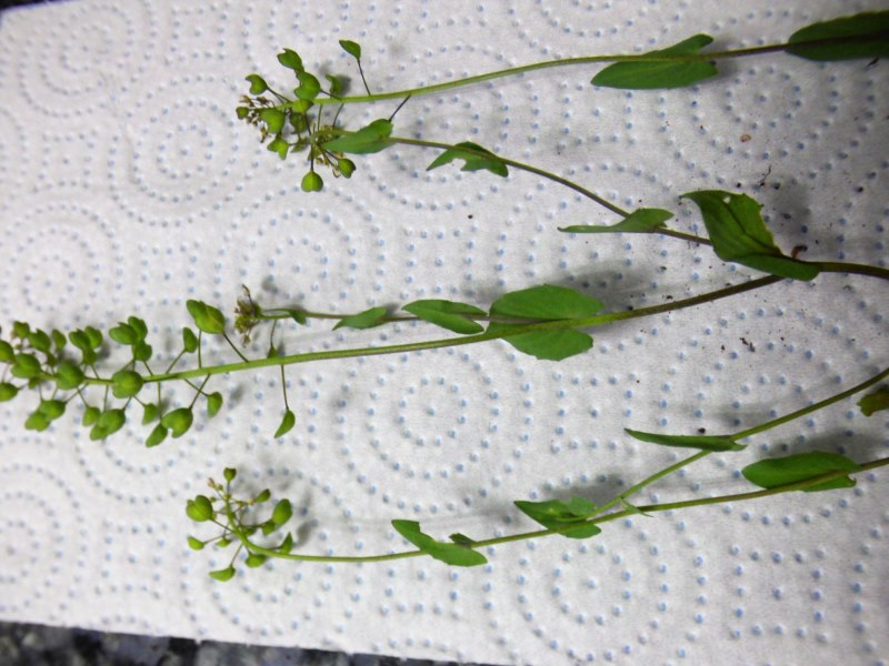 Thlaspi perfoliatum L. 4