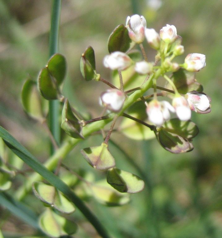 Thlaspi perfoliatum L., Mostacilla brava. 3