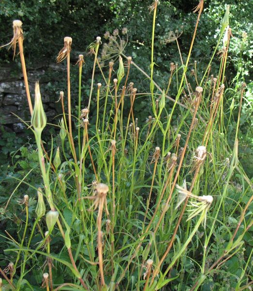 Tragopogon pratensis subsp. pratensis. Salsif� de prado