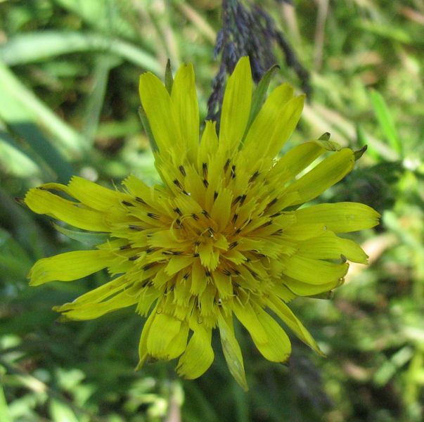 Tragopogon pratensis subsp. pratensis. Salsif� de prado 6