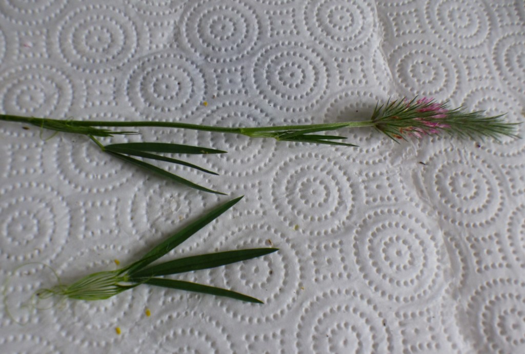 Trifolium angustifolium L. Trébol de hoja estrecha. Jopito