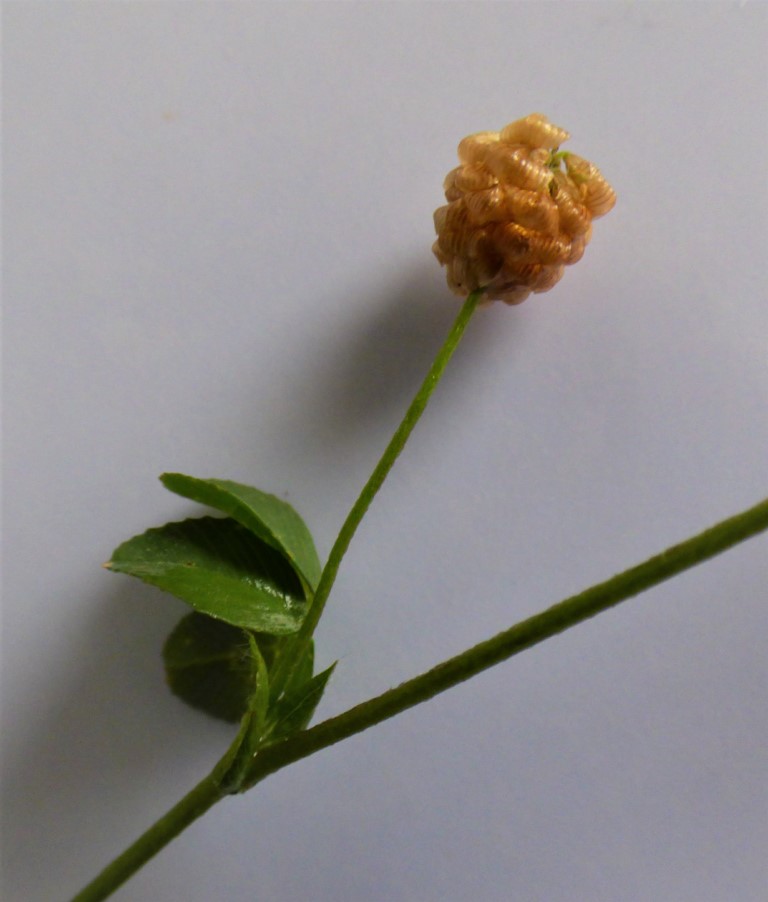 Trifolium campestre Schereb., Trébol amarillo, Trébol campesino.