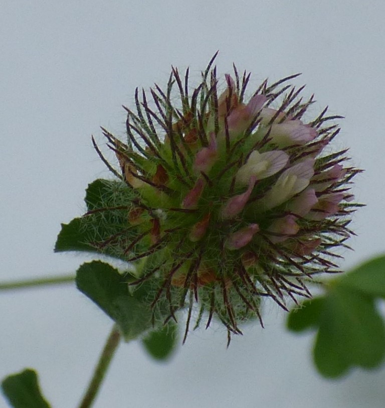 Trifolium lappaceum L. 6