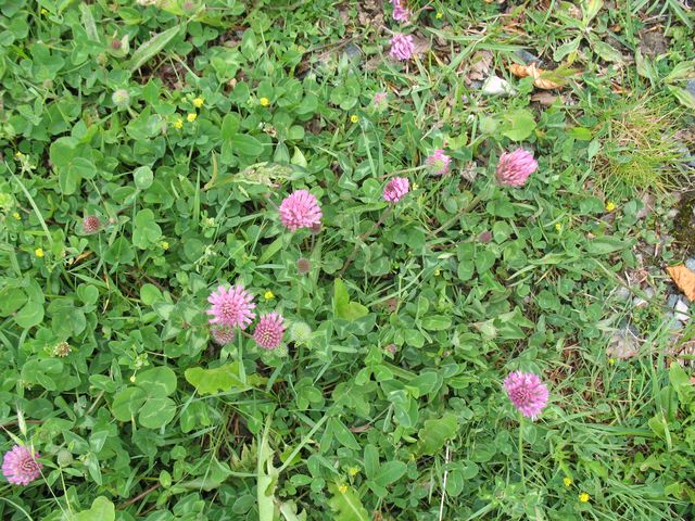 Trifolium pratense L. , Tr�bol de prado, Tr�bol com�m 4