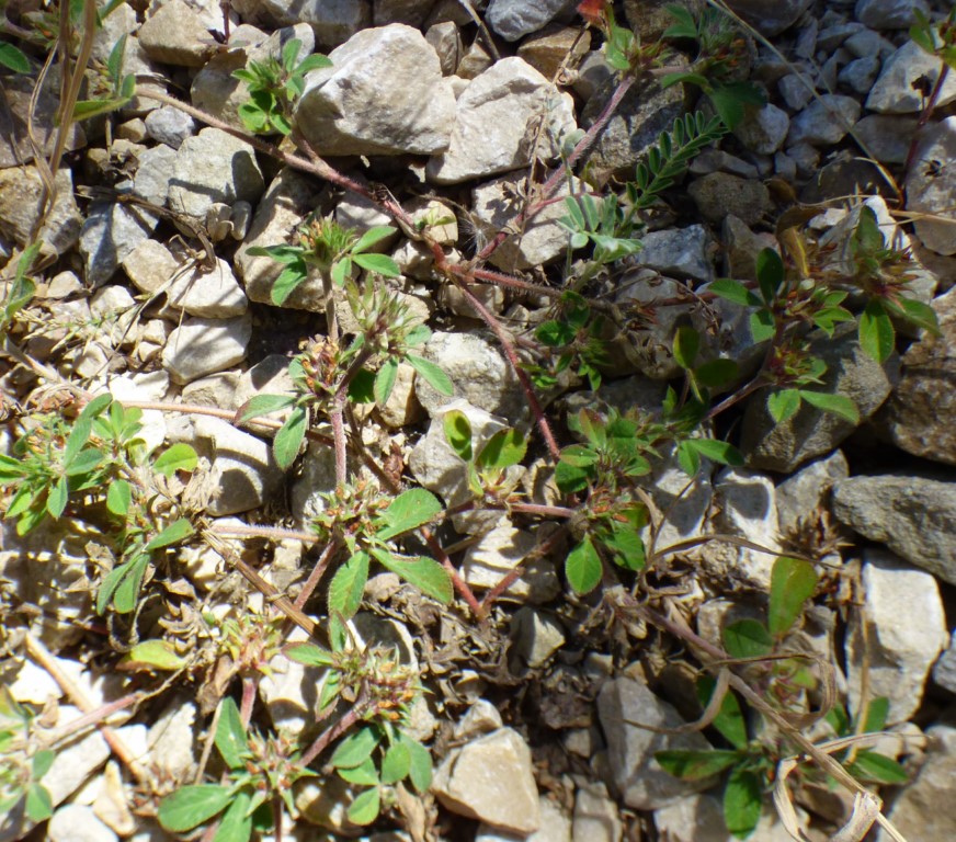 Trifolium scabrum L. 2
