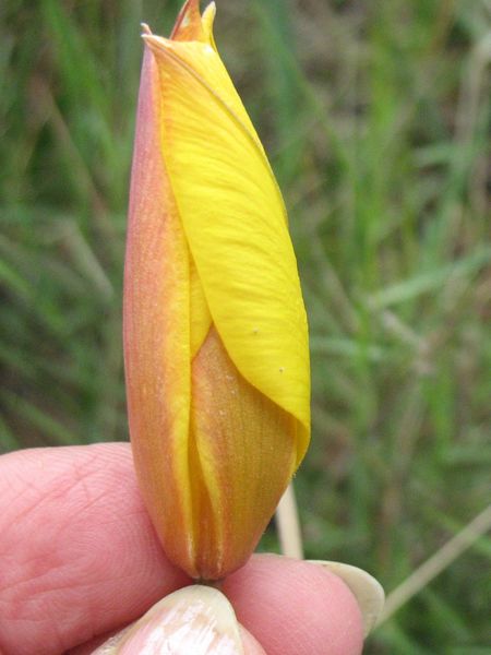 Tulipa sylvestris subsp. australis (Link) Pamp., Tulipán silvestre