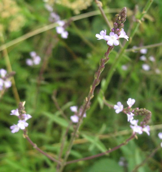 Verbena officinalis, Verbena 2
