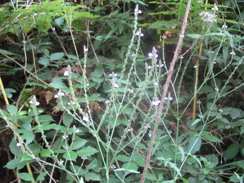 Verbena officinalis L., Verbena 2