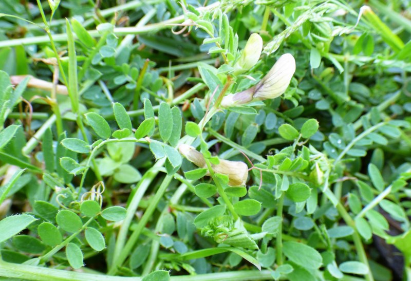Vicia hybrida L.