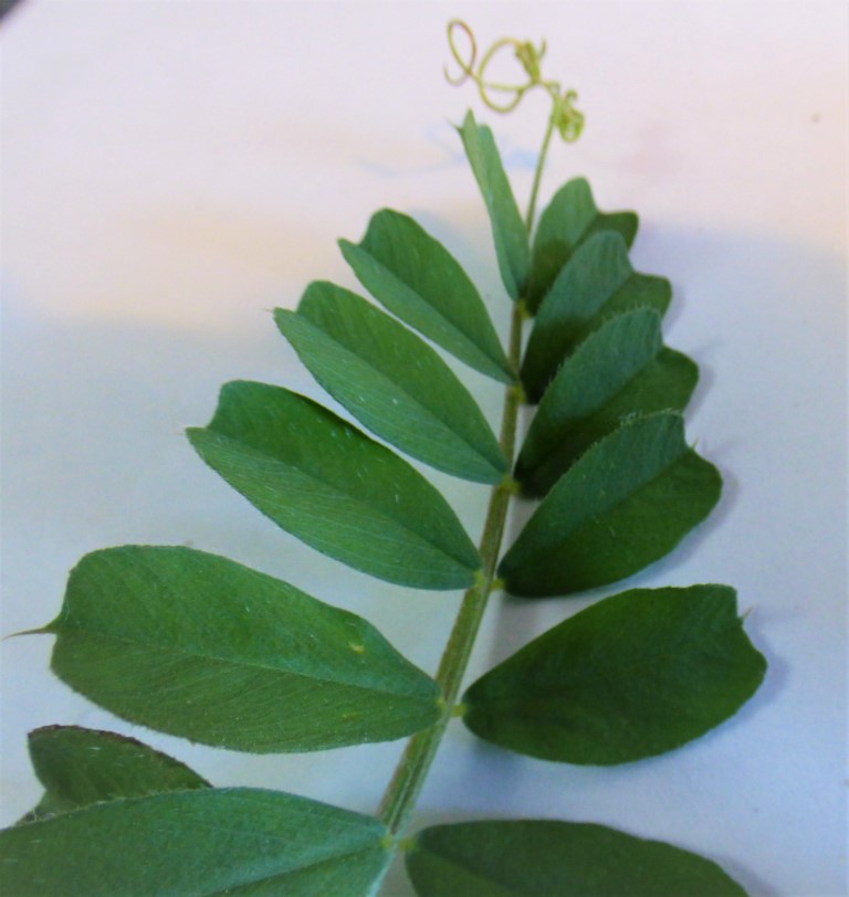 Vicia sepium L., Arveja silvestre.