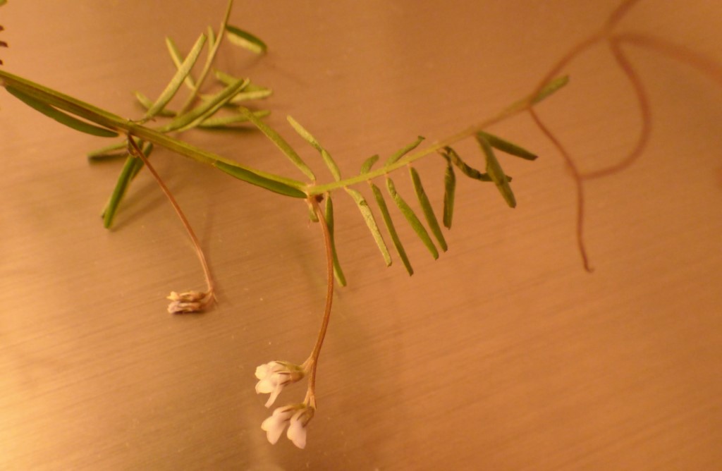 Vicia tetrasperma (L.) Schreb. 2