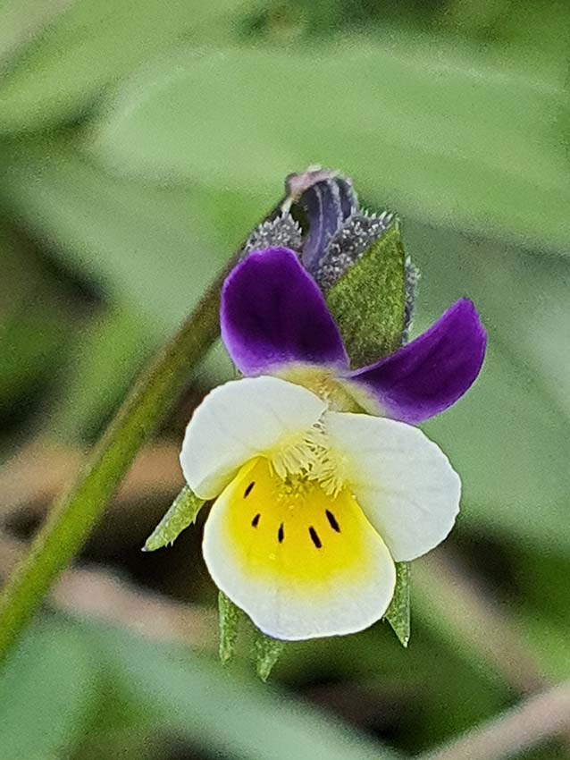 Viola kitaibeliana 2