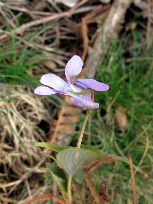 Viola reichenbachiana 3