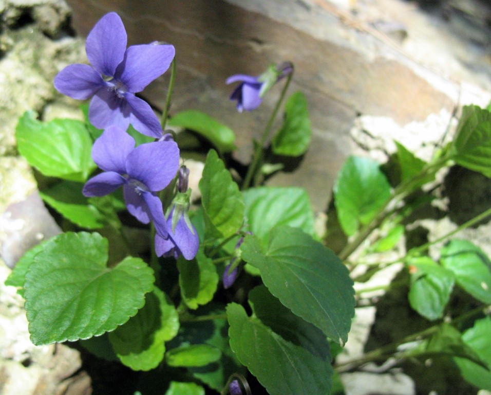 Viola riviniana Reichenb., Violeta silvestre de monte. 5