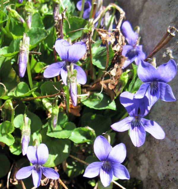 Viola riviniana Reichenb., Violeta silvestre de monte. 2
