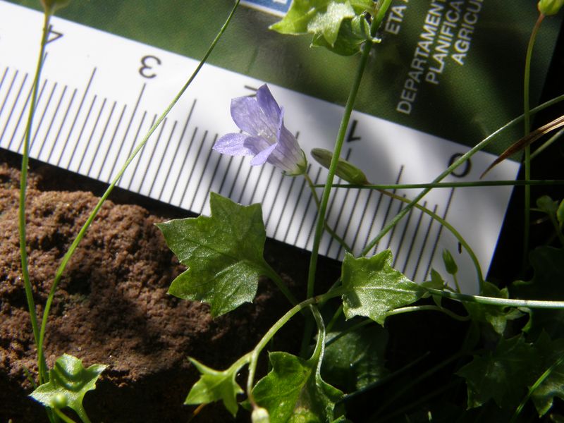 Wahlembergia hederacea (L) 6