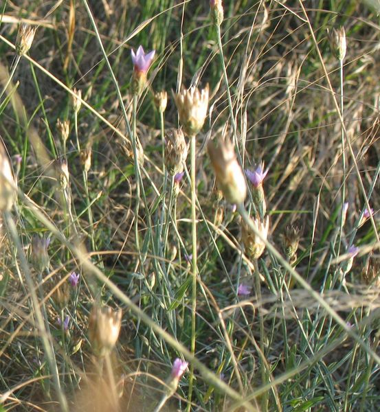 Xeranthemum cylindraceum Sibth. & Sm., Flor inmortal. 2