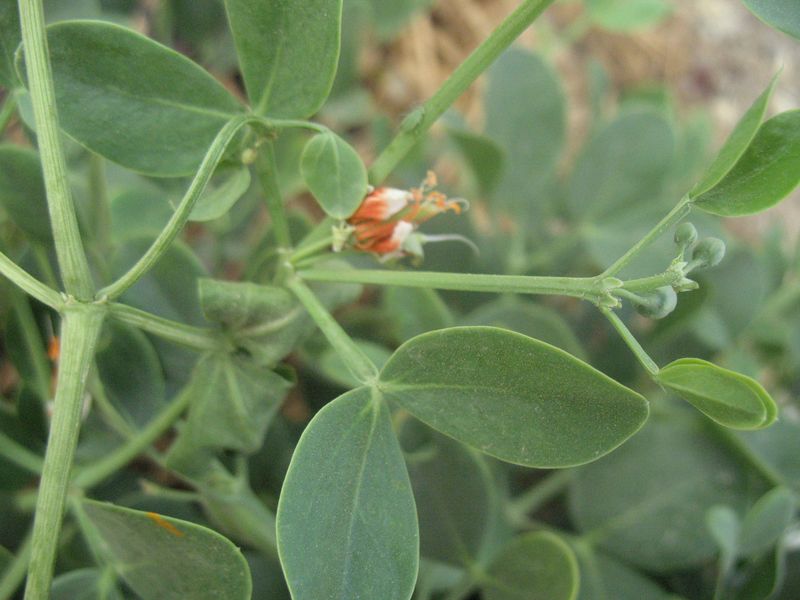 Zygophyllum fabago L., Morsana, Alcaparra loca 2
