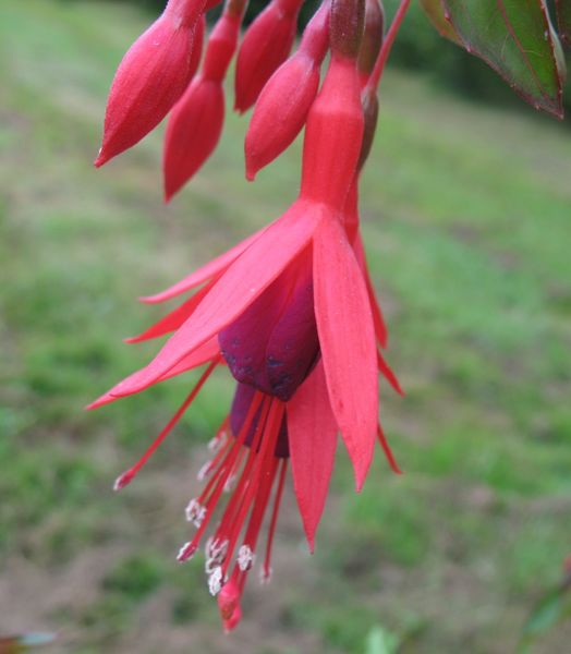 Fuchsia magellanica Lam, Pendientes de Reina