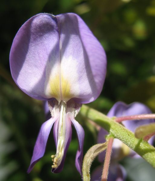 Wisteria floribunda (Willd.) DC., Glicinia de Japón. 3