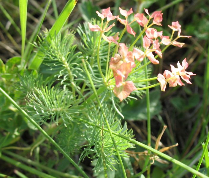 Euphorbia cyparissias L., Euphorbia cipr�s, Lechetrezna 6