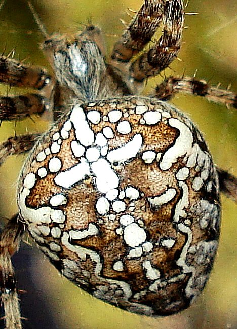 Araneus diadematus -hembra, detalle-