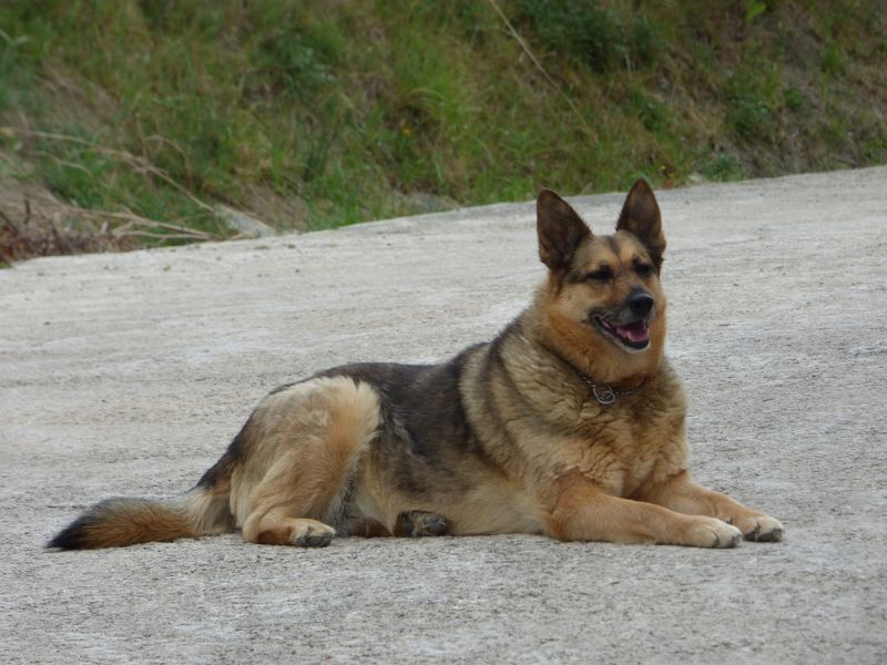 Canis lupus familiaris, Perro doméstico, raza "Pastor alemán". 2