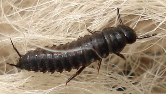 Tanatophilus rugosus - larva