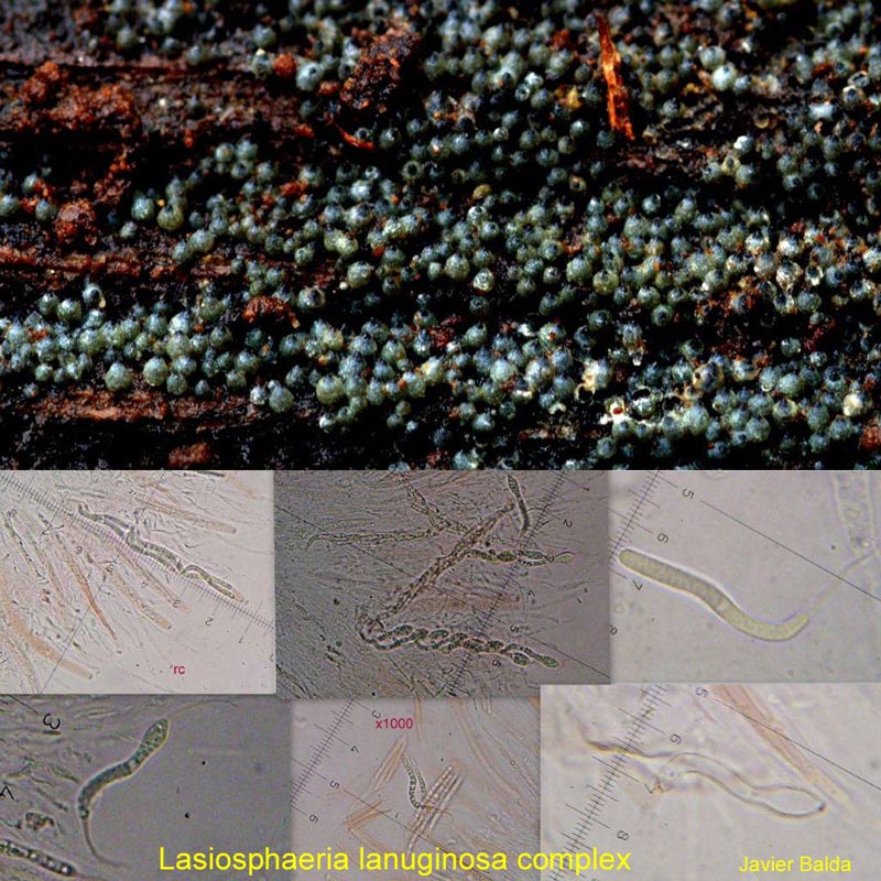 Lasiosphaeria lanuginosa