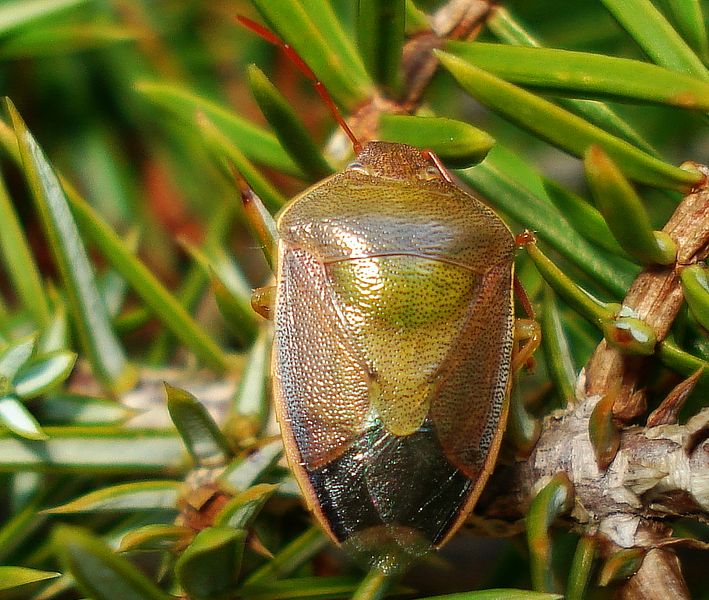 Piezodorus lituratus -forma verde primaveral-
